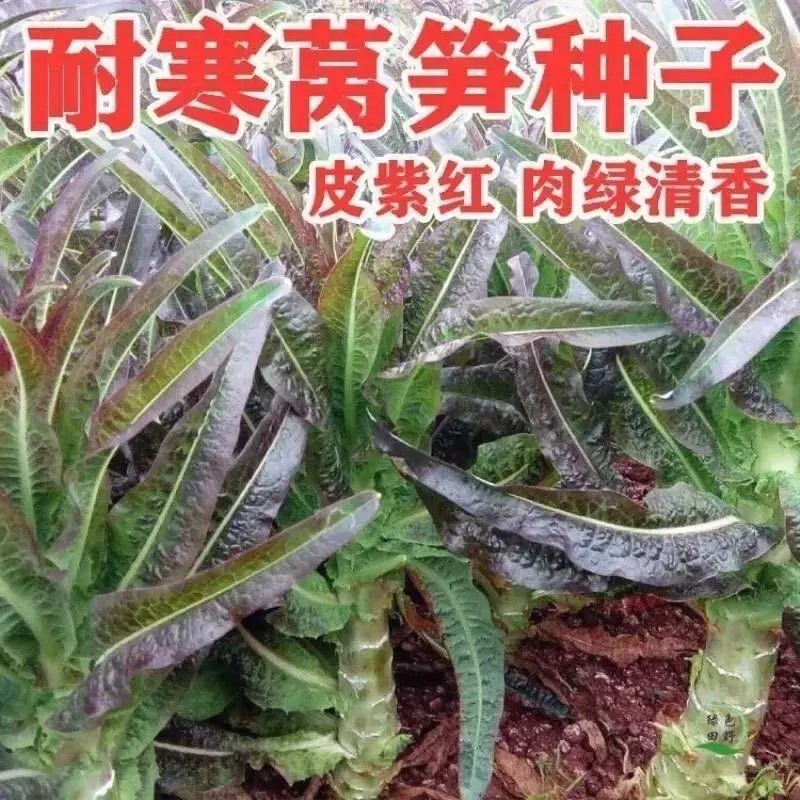 红尖叶莴笋种子特大高产农家蔬菜