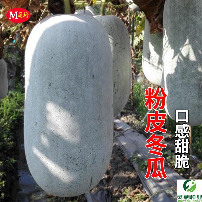 特大粉皮冬瓜种子高产白皮冬瓜种籽春季秋四季庭院种植种蔬菜种孑