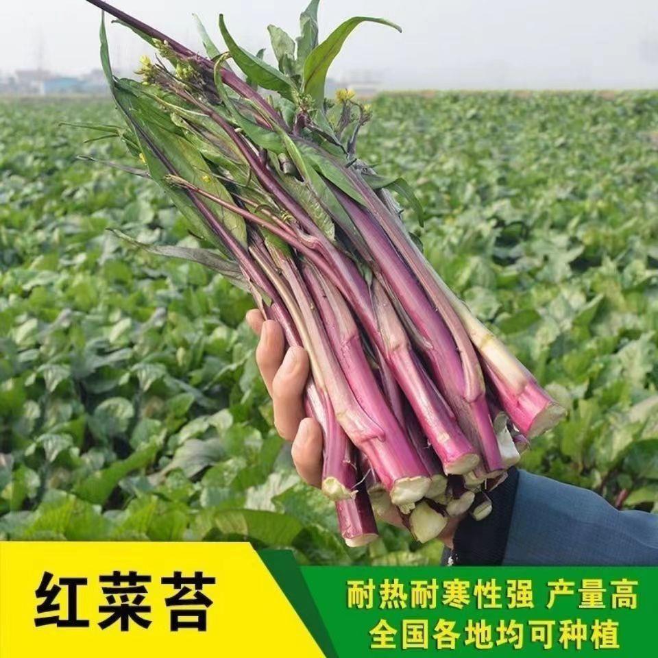正品红菜苔种子四季播种高产早熟