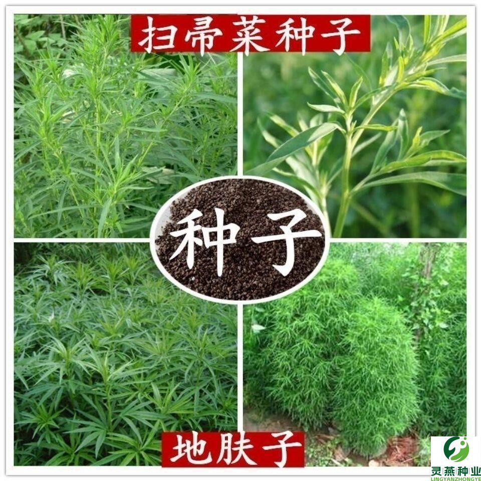 铁扫帚种子地肤种子绿草草坪花卉种子庭院观赏红色地肤子可做扫把