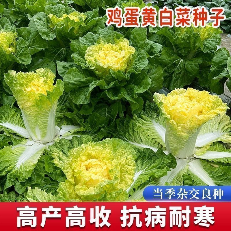 鸡蛋黄白菜种子耐热四季阳台盆栽