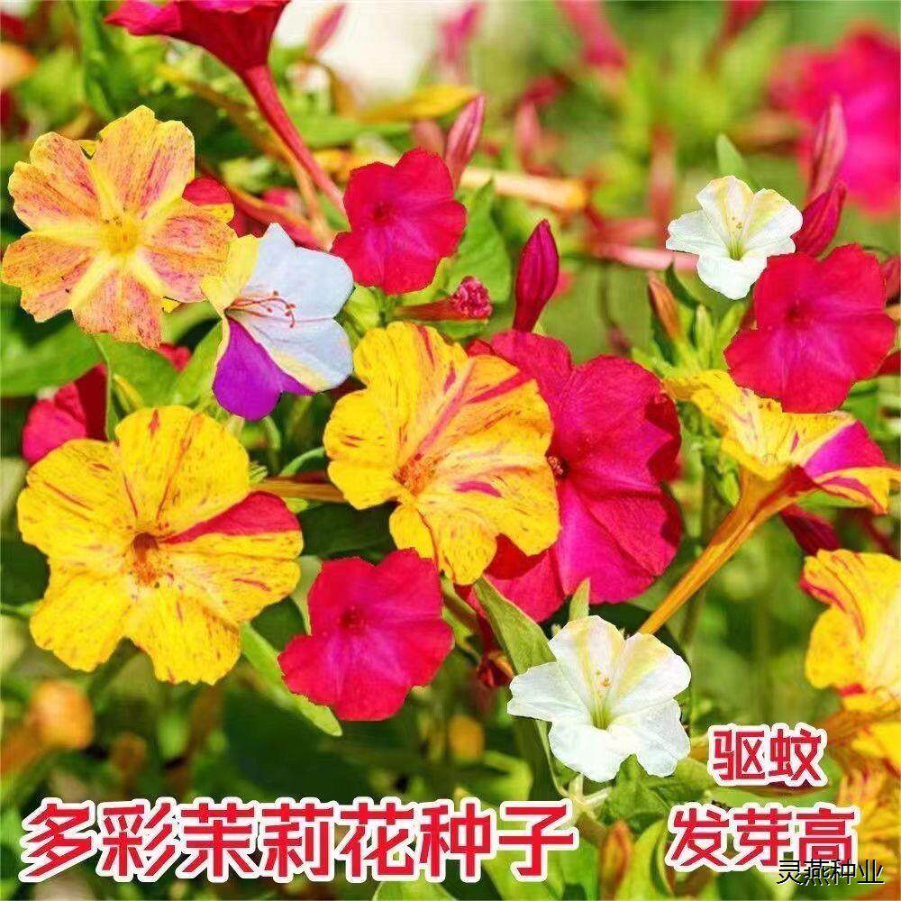 四季五彩茉莉花种子阳台盆栽庭院易种洗澡花种子四季种植喇叭花