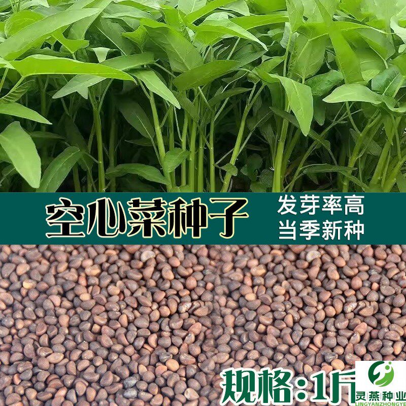 尖叶空心菜种籽按斤蔬菜种子通心菜小叶芽苗菜空心菜种子一斤散装