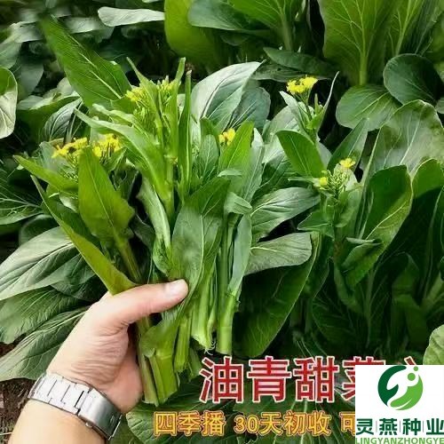 广东油青甜菜心种子四季甜菜心种子粗条青菜蔬菜春季蔬菜种子大全