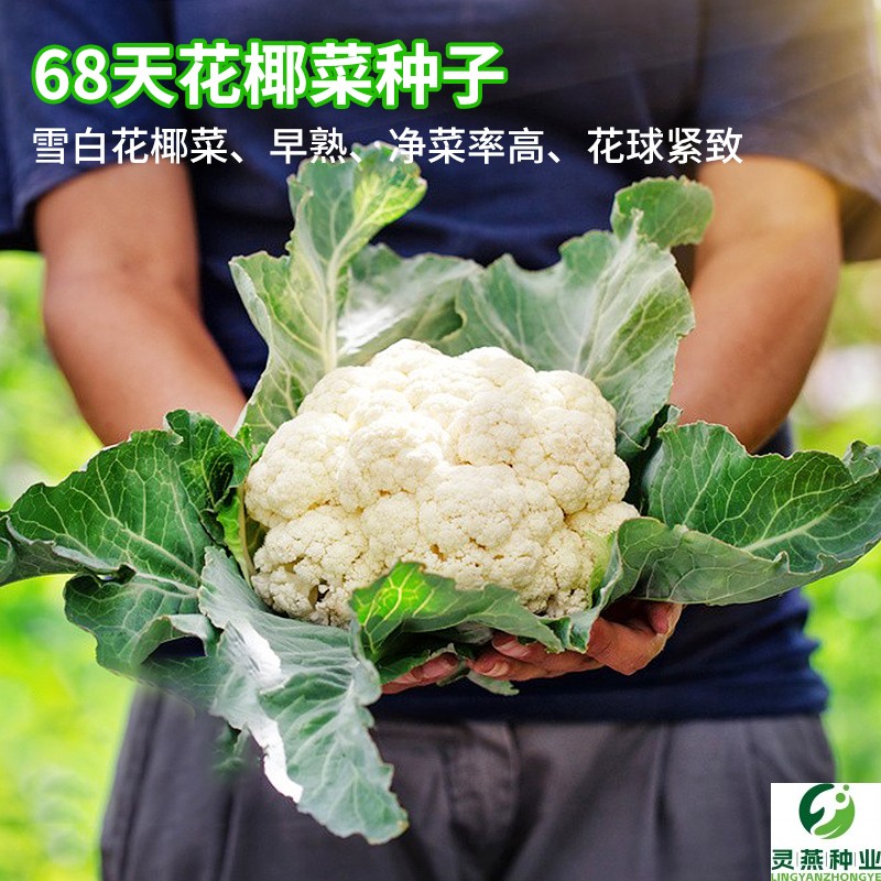 68天花椰菜种籽早熟紧花菜松花菜高产白色西蓝兰花菜易种蔬菜子孑