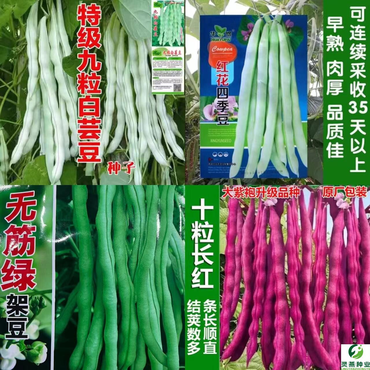 4四季豆角种子大全玉米种子大全四季青菜籽蔬菜种孑农家