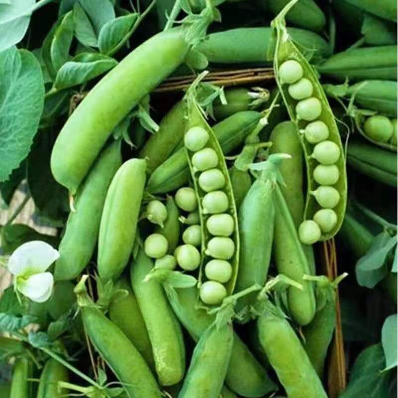 豌豆种子甜水水果甜豌豆耐寒早熟种子种籽荷兰豆豌豆尖食用家庭园