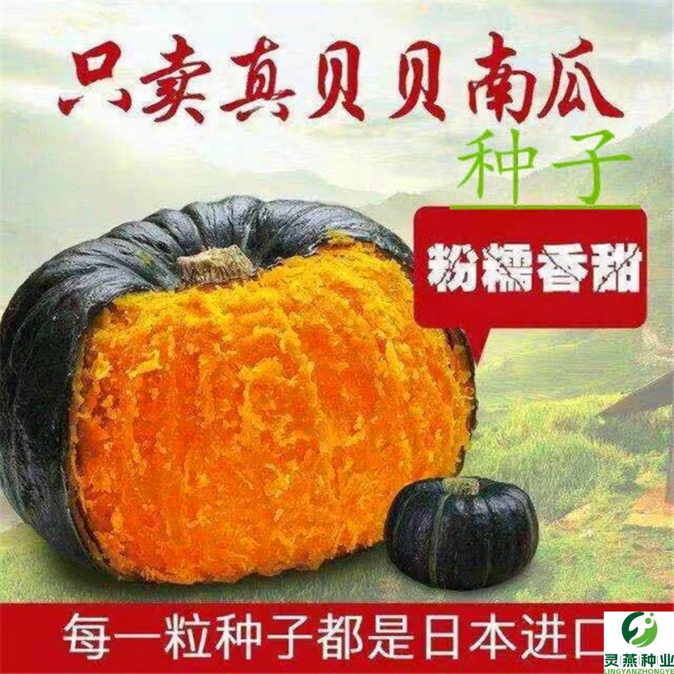 【正品】板栗南瓜种子 绿贝贝南瓜日本蜜南瓜早熟小南瓜种春秋播