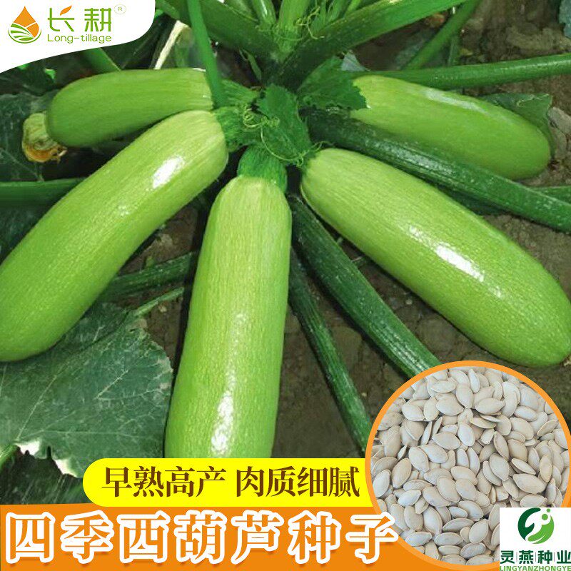 西葫芦种子苗抗病早熟青南瓜种籽茭瓜角盆栽春秋四季阳台蔬菜种孑