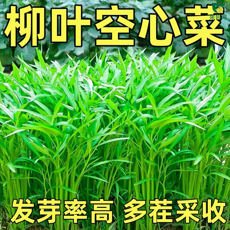 柳叶空心菜四季播阳台盆栽种子