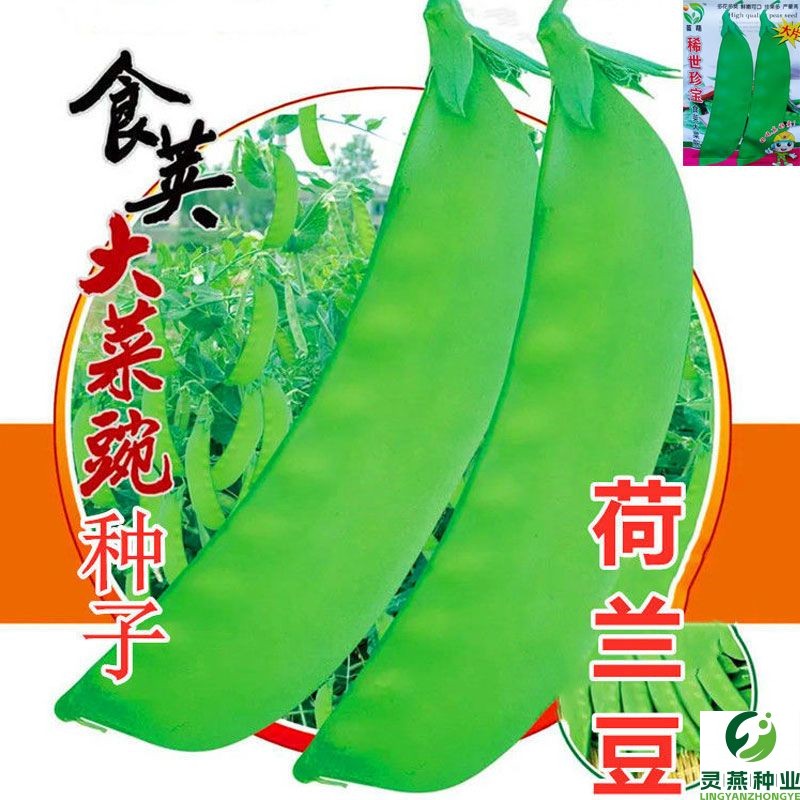 大软荚荷兰豆种子爽口无渣食荚菜豆豌豆种子秋冬播菜豌豆蔬菜种子