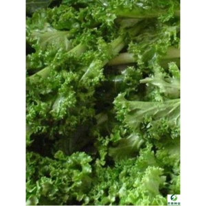 真好吃绿绒菜种子 春不老菜籽花叶苔菜 菜园菜籽四季播种蔬菜种子