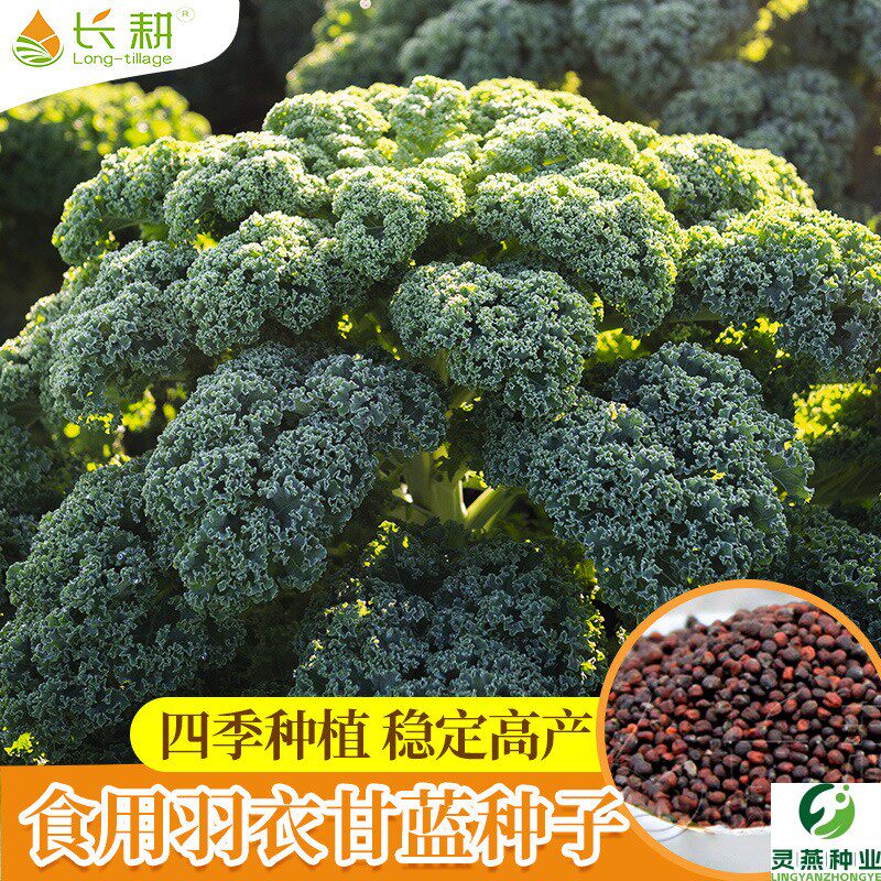 食用羽衣甘蓝种子苗新鲜盆栽甘蓝种籽春秋冬四季阳台花卉蔬菜种孑