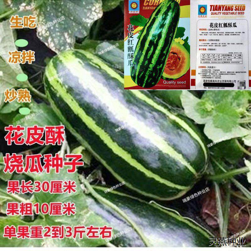 花皮红瓤酥瓜种子花皮酥烧瓜菜瓜种籽甜瓜种子春夏播香瓜梢瓜种子