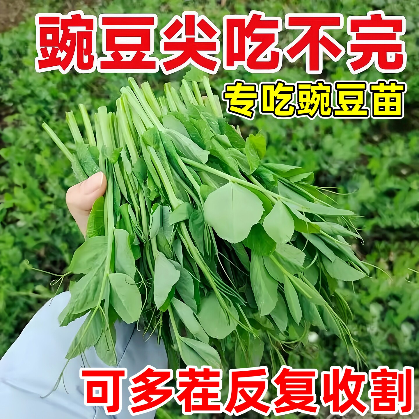 甜脆无须豌苗种子豌豆尖豌豆四季