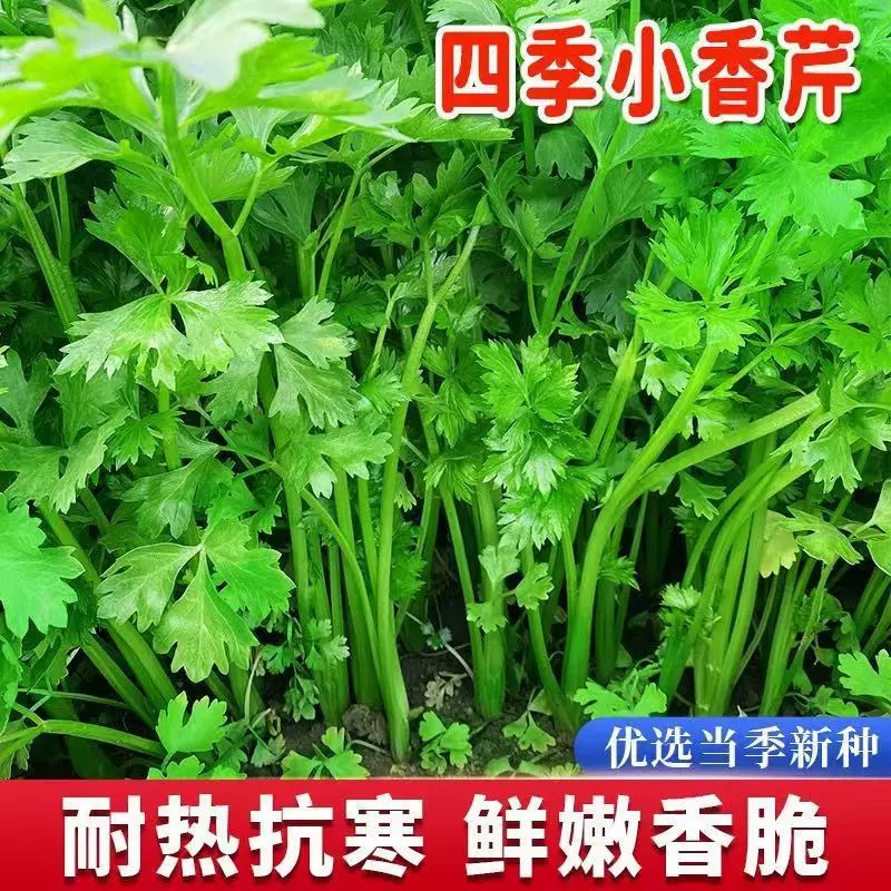 四季蔬菜小香芹种子大全阳台庭院