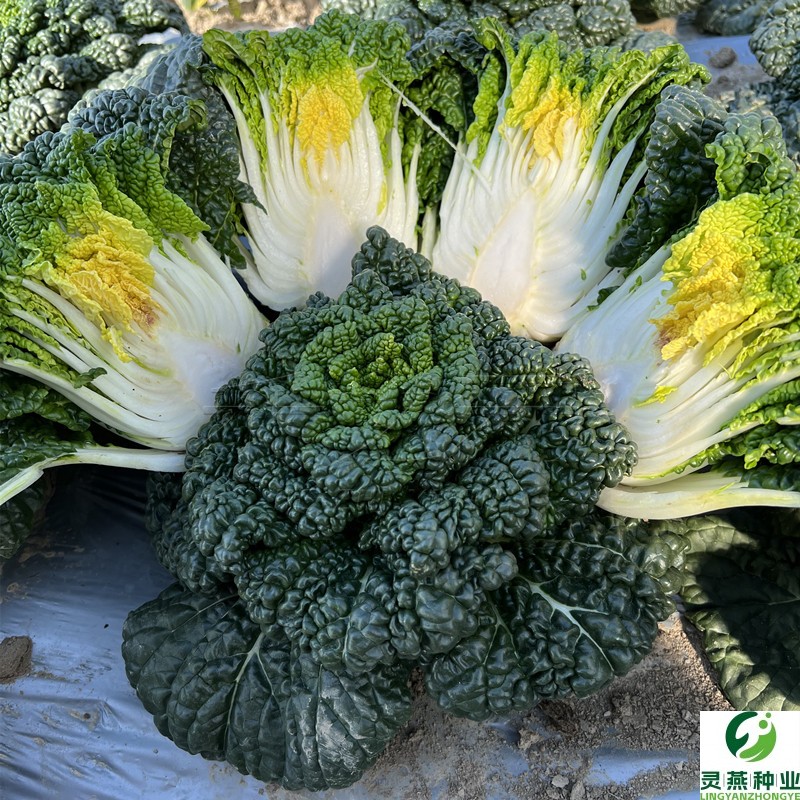 黑心乌乌塌菜种子菊花心种孑耐寒秋冬菜种籽奶油小白菜禾之元