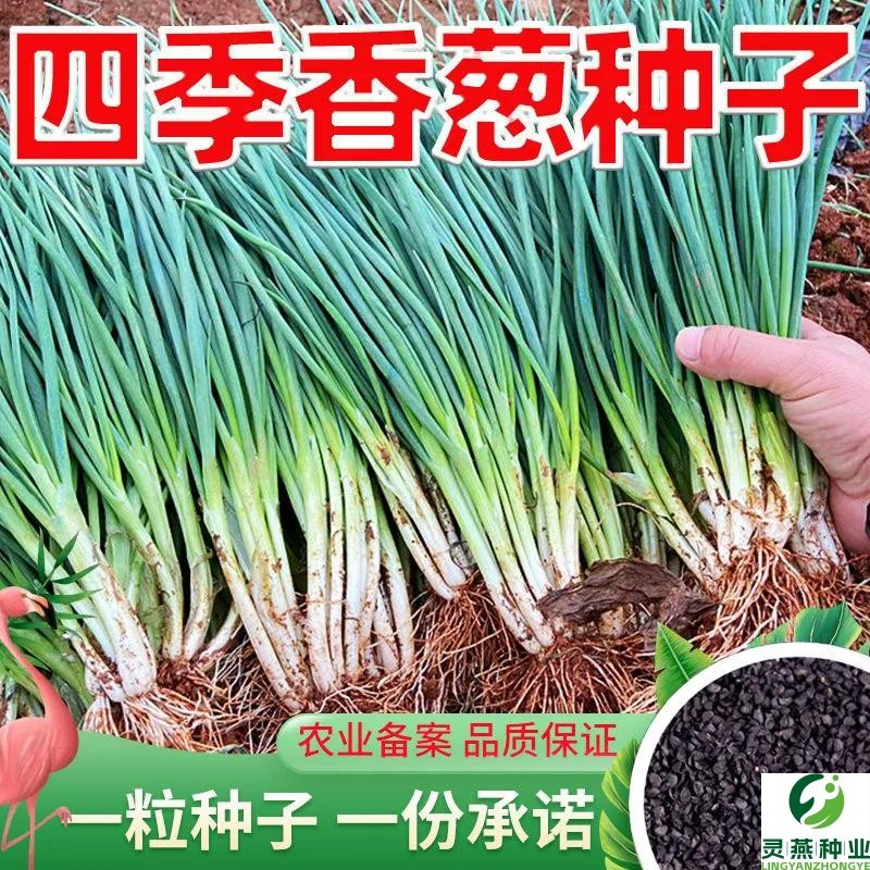 四季小香葱种子分葱种籽阳台庭院盆栽易种春秋夏国产小葱蔬菜种子