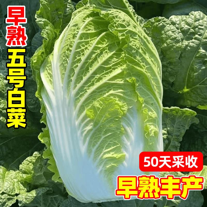 早熟五号小白菜种子50天耐热抗病