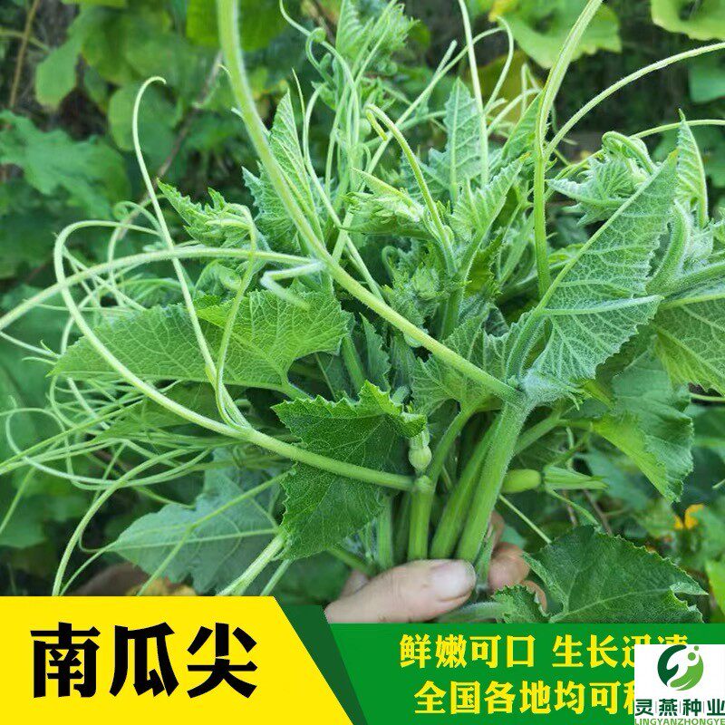 南瓜苗种子清甜专门吃茎南瓜苗籽青菜苗南瓜籽南瓜苗种籽蔬菜种孑