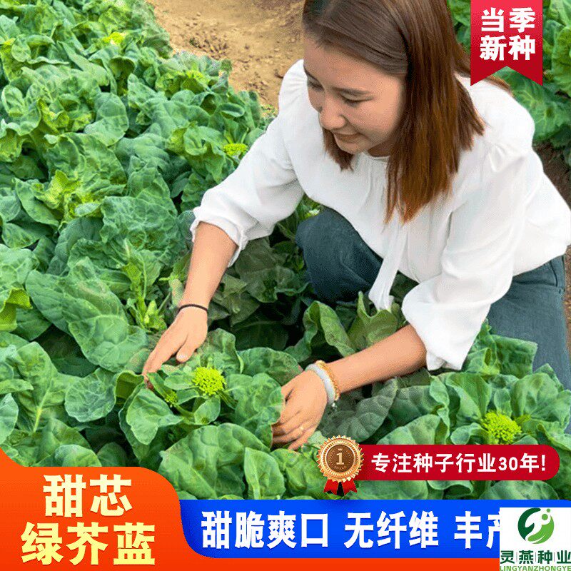 【甜芯绿芥蓝种子】芥兰蔬菜种子籽阳台庭院四季盆栽种植农家菜园
