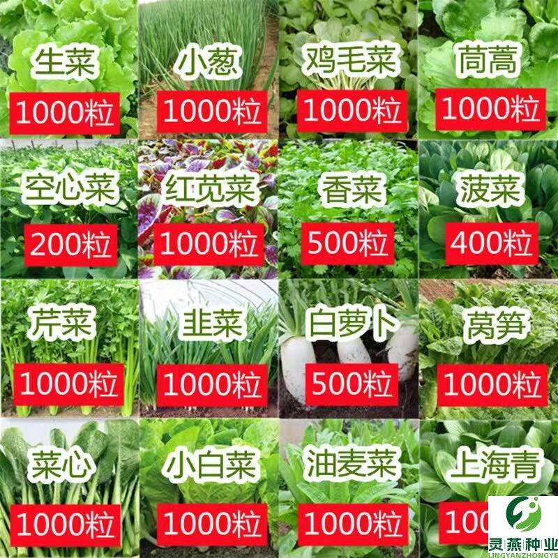 四季多款叶菜蔬菜种子套餐易种室内阳台盆栽庭院夏秋冬季农家菜籽