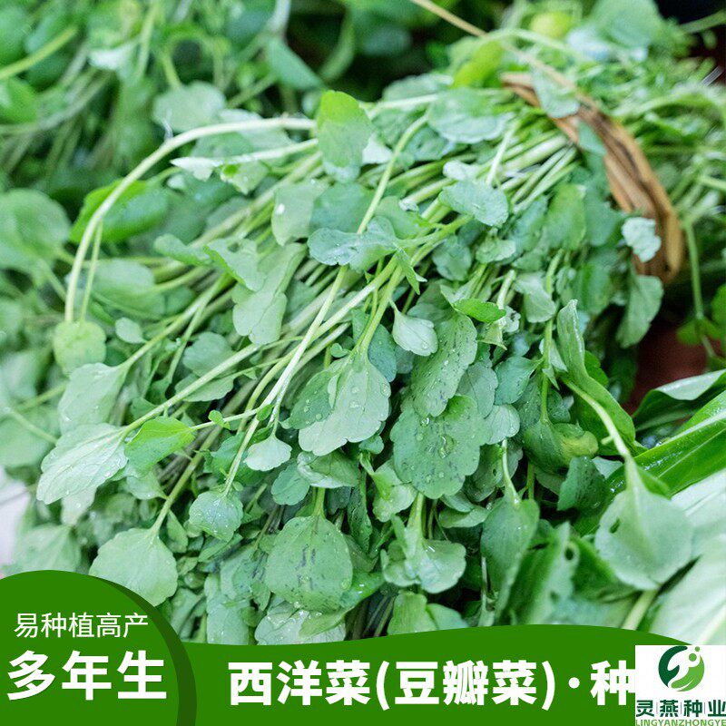 西洋菜种子 豆瓣菜种籽 四季种植野生水生儿童保健蔬菜野生青菜籽