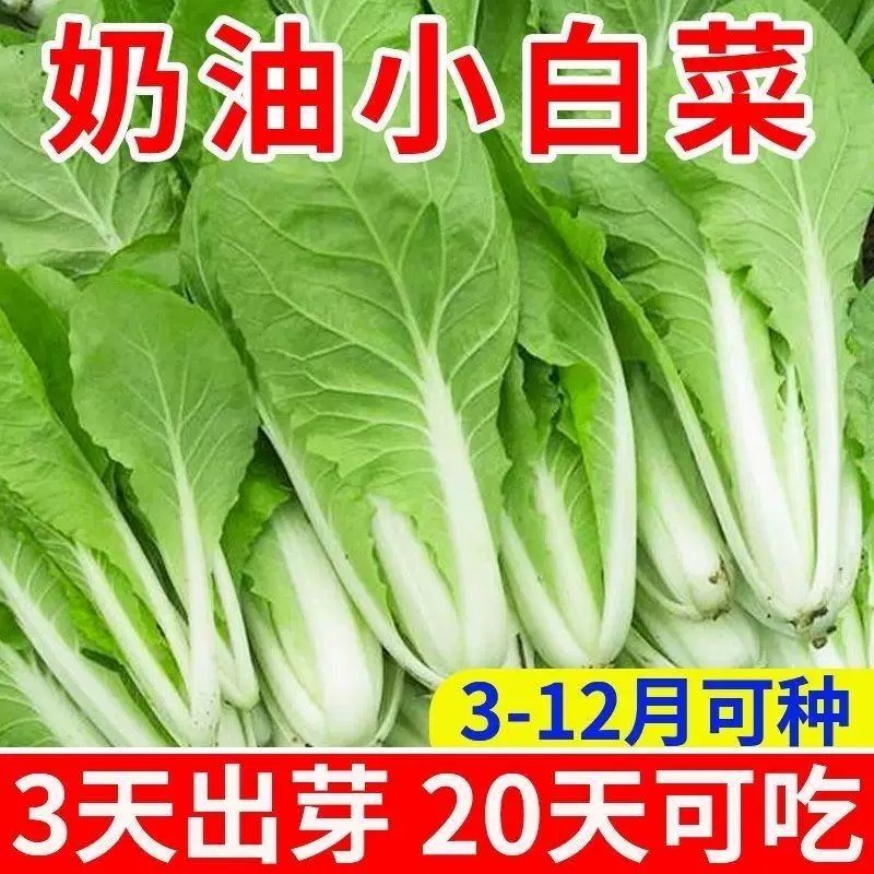 四季速生小白菜种子四季早熟耐热