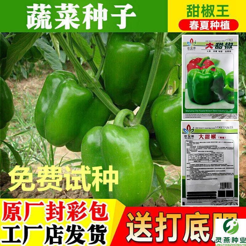 美国特大甜椒肉厚皮薄果大肉厚青椒种子甜椒王种子四季盆栽辣椒籽