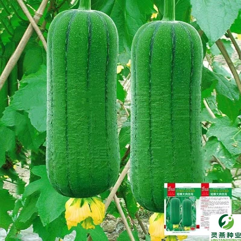 短棒肉丝瓜种子胖墩香丝瓜籽早熟无棱阳台盆栽菜园春夏秋季蔬菜孑