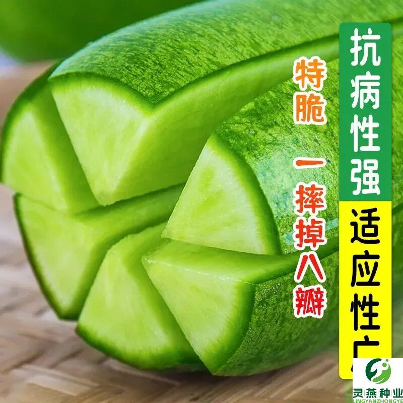 冰糖水果萝卜种子生吃脆甜农家蔬菜种四季播种阳台盆栽绿萝卜种籽