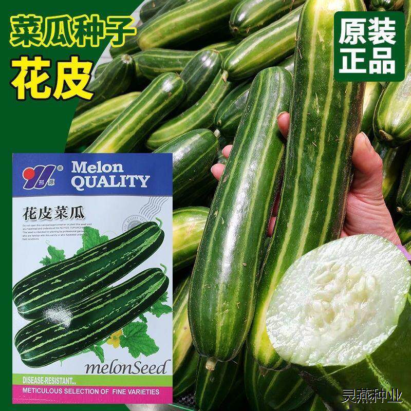 花皮酥菜瓜种籽烧瓜梢瓜烧瓜酥种籽花皮甜瓜种子香瓜羊角蜜脆瓜种
