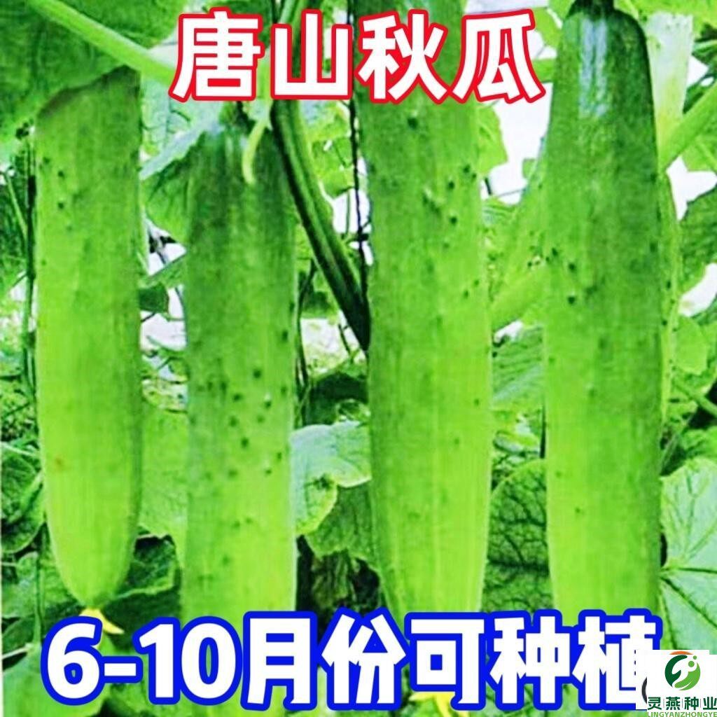 唐山秋瓜黄瓜种子旱水果甜黄瓜种子多汁春夏秋播黄瓜种籽蔬菜种子