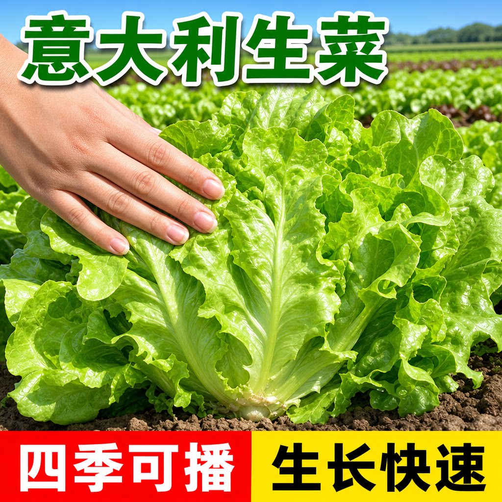 意大利生菜种子四季播阳台耐热寒