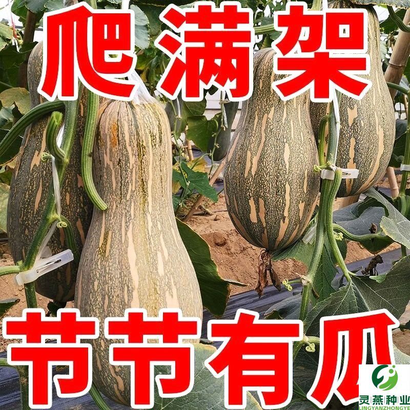 爬满地蜜本南瓜籽高产早熟超甜粉甜糯南瓜籽四季易种植蔬菜籽