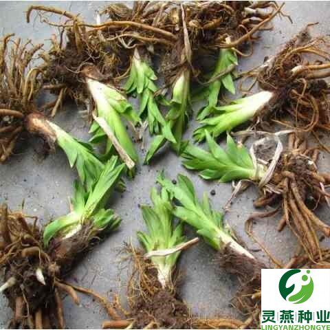 四季黄花菜种苗 黄花菜根苗多年生优质种植 金针菜苗根黄花菜种根