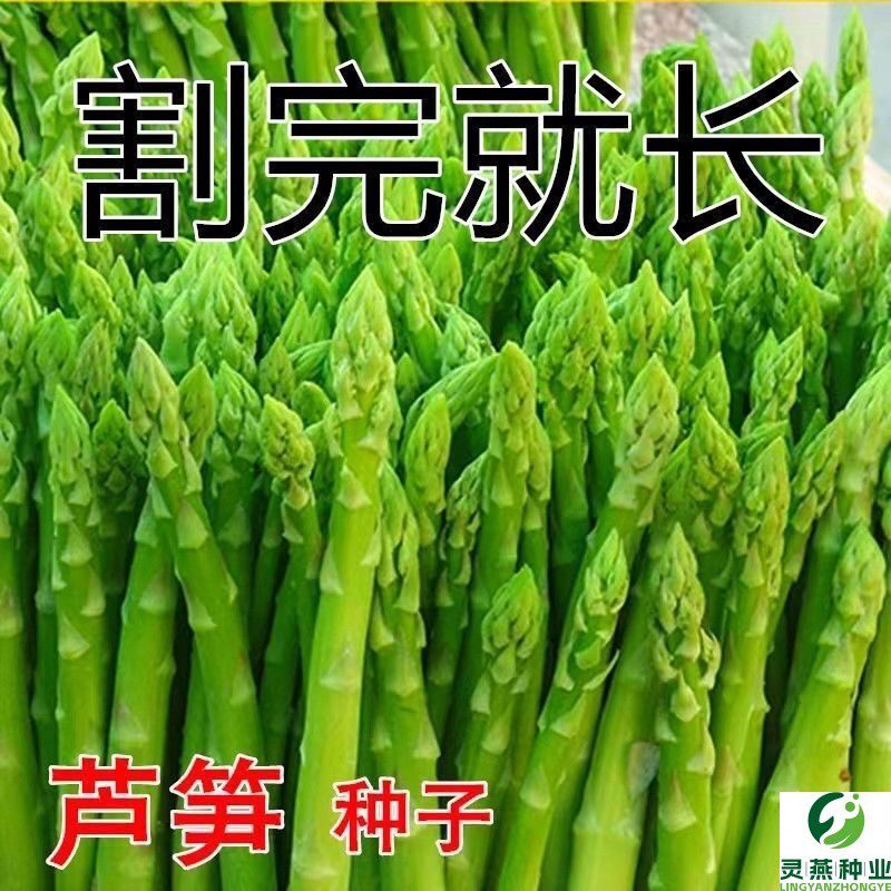 芦笋种子四季种植蔬菜之王进口绿芦笋种籽抗热耐寒高营养蔬菜种子