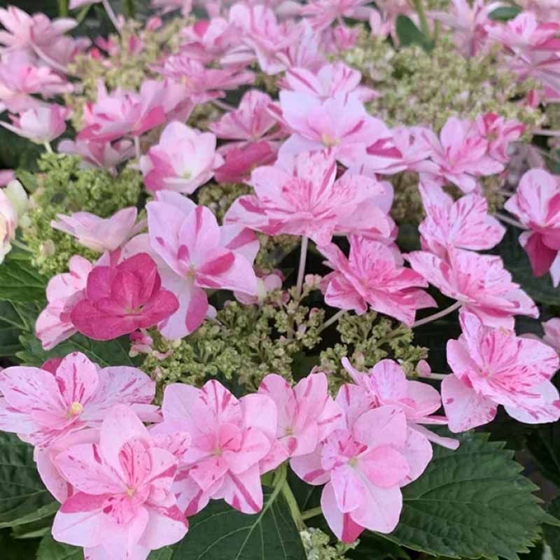 大花绣球花苗依纯千织阳台庭院好养木本绣球花卉盆栽