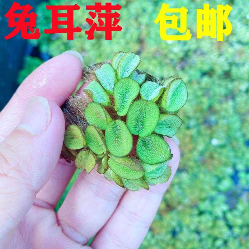 兔耳萍淡水鱼缸活体懒人入门造景坨草叶天湖珍珠前景草坪无需底沙