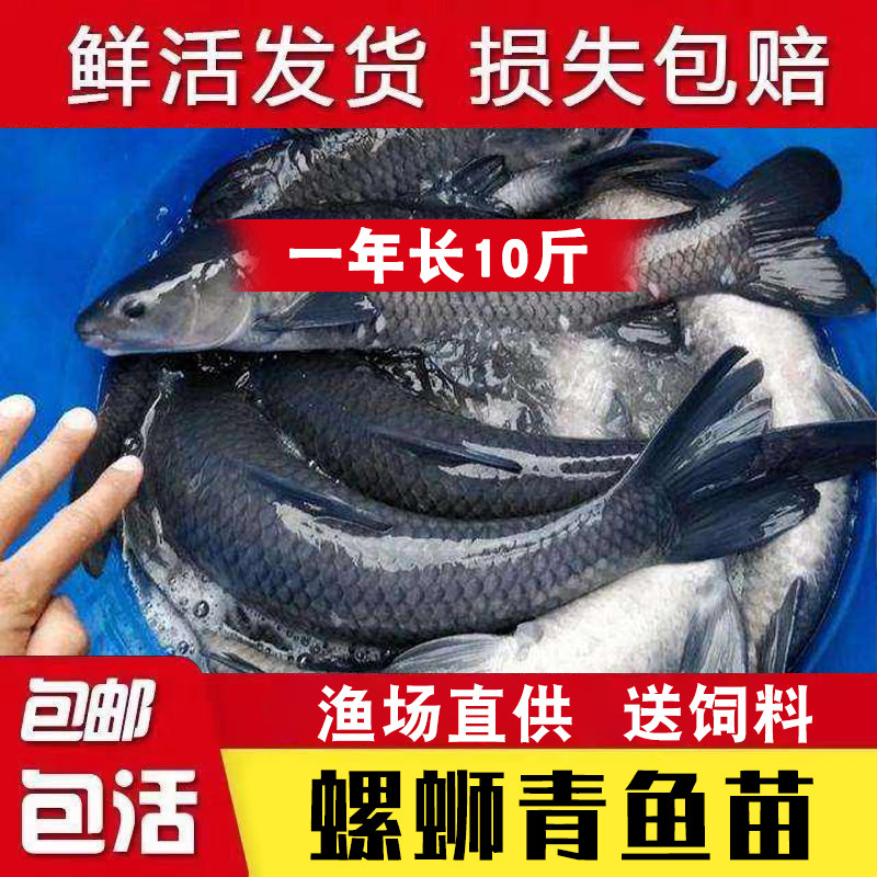 螺丝青鱼苗大快型草鱼苗鲫鱼苗脆皖淡水食用养殖活体螺蛳鱼苗包活