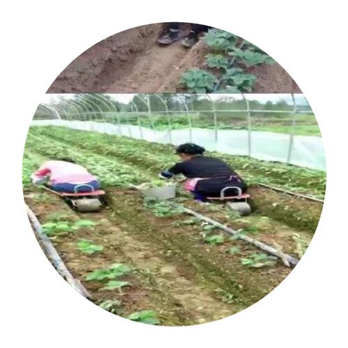用板凳凳车采间园林温室座椅茶园田摘K懒汉移动小子懒人干活i.
