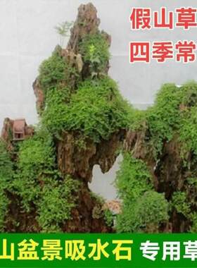 种在石头上水石吸水石假山造景上种的绿植盆景植物珍珠草苔藓草籽