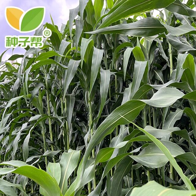 大力士甜高粱育种团队培育新品种绿巨人青饲青储育肥养殖牛羊饲草