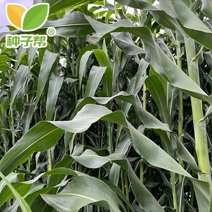 甜高粱种子中科甜巨型高粱多次收割青储青饲兼用养殖牛羊育肥牧草