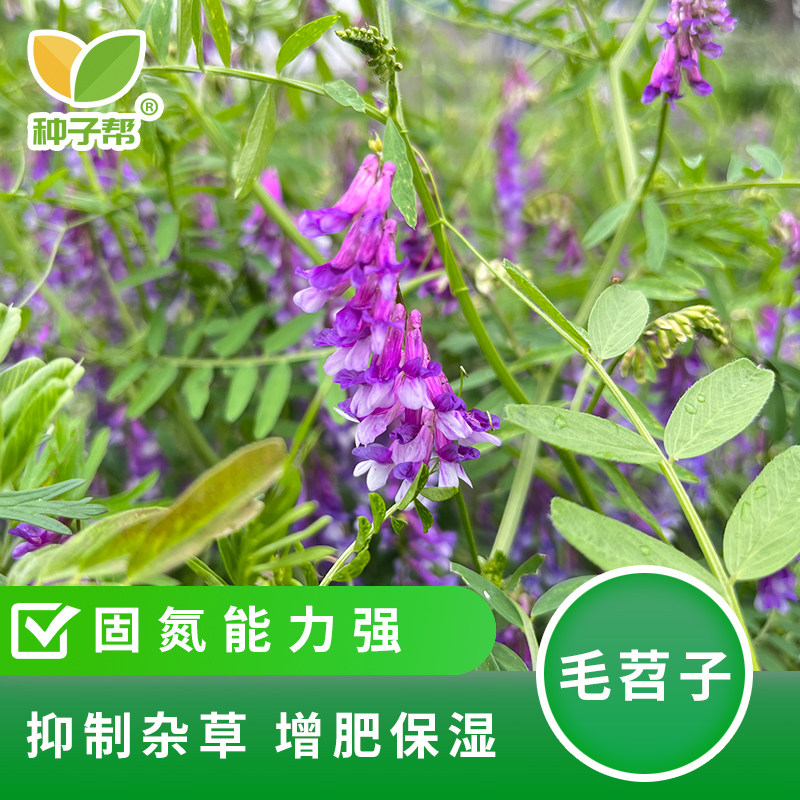 毛苕子种子长柔毛野豌豆籽果园生草栽培抑制杂草增肥保湿降低成本