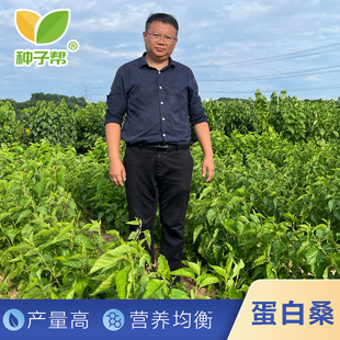 蛋白桑种子种苗优质杂交桑树丰驰桑土猪养殖可改善肉质提升肉料比