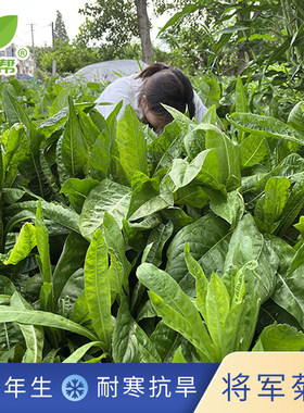 将军菊苣种子正宗多年生牧草