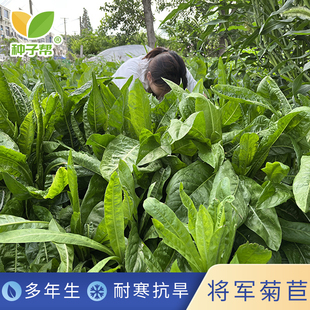 牧草 将军菊苣种子多年生营养均衡耐旱抗寒阔叶菜养猪兔鸡鸭鹅四季
