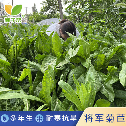 将军菊苣种子多年生营养均衡耐旱抗寒阔叶菜养猪兔鸡鸭鹅四季牧草