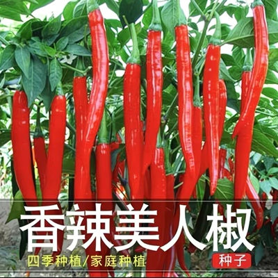 正宗摘不败美人椒种子大树红尖椒